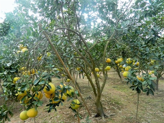 Bưởi Diễn được mùa, người dân kiếm tiền tỷ