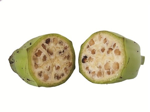 Chữa sỏi thận bằng chuối hột: Bài thuốc đơn giản hiệu quả - Ảnh 1.