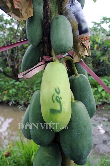 Bí ẩn loại đu đủ in chữ trên quả ở miền Tây