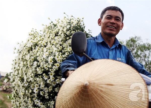 cúc họa mi