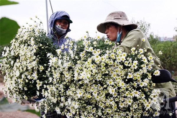 cúc họa mi