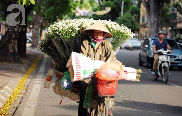 cúc họa mi