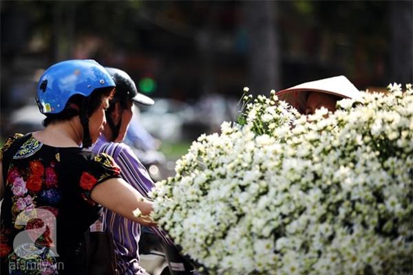 cúc họa mi