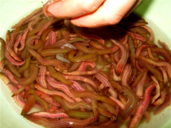 mon ngon tu ruoi, nhin that kinh nhung an la nghien hinh anh 1