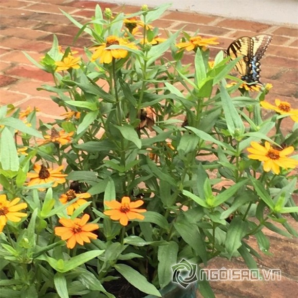 Hoa hậu Ngọc Khánh 0