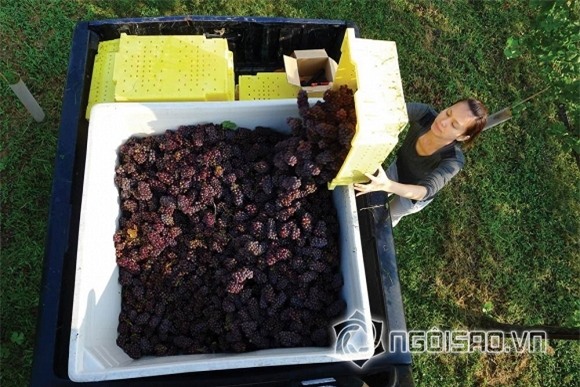 Hoa hậu Ngọc Khánh 0