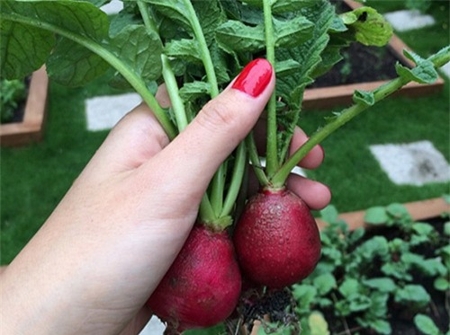 da mat voi rau qua tuoi ngon trong vuon cua ba ruot tang thanh ha - 4