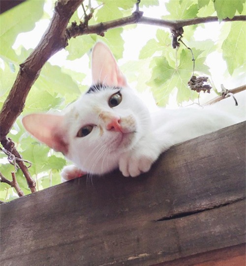 da mat voi rau qua tuoi ngon trong vuon cua ba ruot tang thanh ha - 7