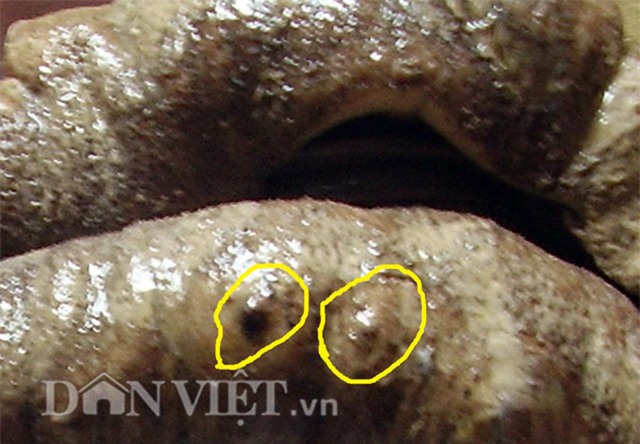 Ly kì những truyền tụng về vú nàng - 'thần dược' của biển