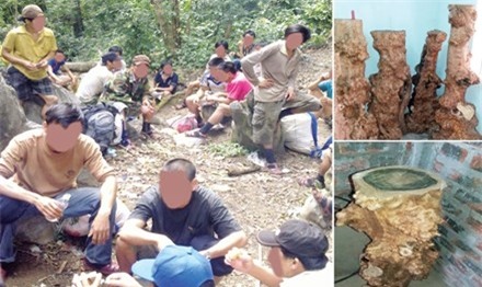 Theo chân đại gia săn gỗ 'phong thủy'