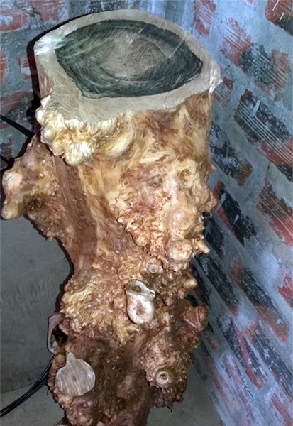 Theo chân đại gia săn gỗ 'phong thủy'