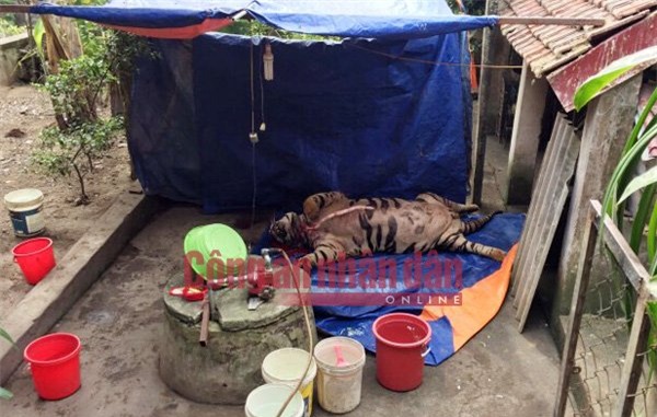 Đại gia xứ Nghệ mua hổ 1 tỷ cắt tiết nấu cao