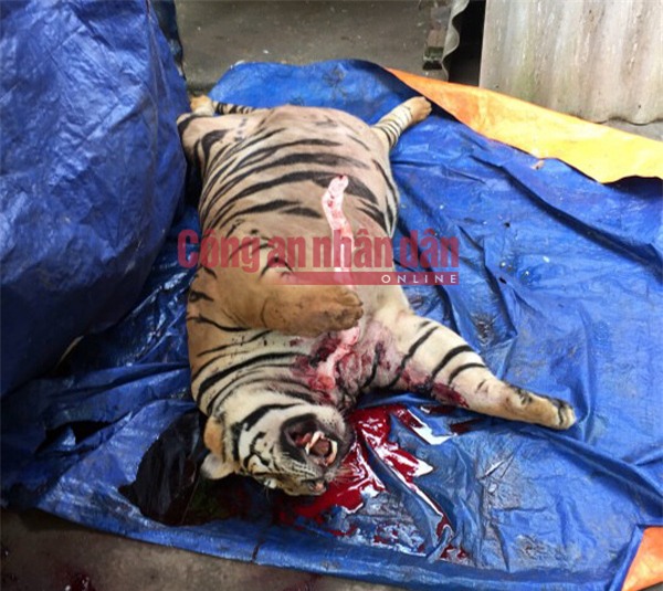 Đại gia xứ Nghệ mua hổ 1 tỷ cắt tiết nấu cao