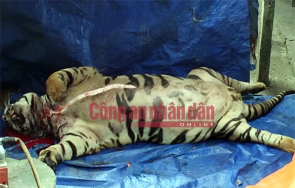 Đại gia xứ Nghệ mua hổ 1 tỷ cắt tiết nấu cao