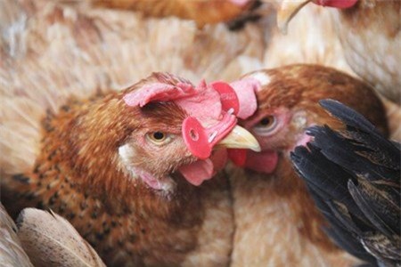 Dân Việt ăn sang: Lợn tẩm bổ thuốc bắc, cà chua bón trứng sữa