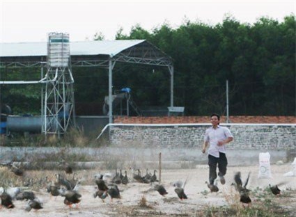 Dân Việt ăn sang: Lợn tẩm bổ thuốc bắc, cà chua bón trứng sữa