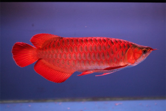 Cá cảnh, tép thủy sinh nghìn đô, chỉ dành cho giới đại gia có gì đặc biệt? - Ảnh 9.