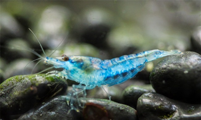 Cá cảnh, tép thủy sinh nghìn đô, chỉ dành cho giới đại gia có gì đặc biệt? - Ảnh 1.