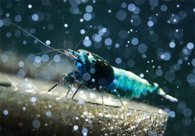 Cá cảnh, tép thủy sinh nghìn đô, chỉ dành cho giới đại gia có gì đặc biệt? - Ảnh 2.