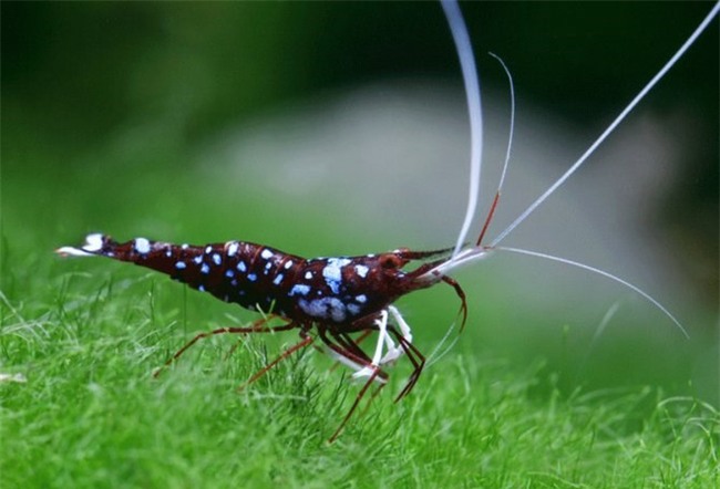 Cá cảnh, tép thủy sinh nghìn đô, chỉ dành cho giới đại gia có gì đặc biệt? - Ảnh 3.