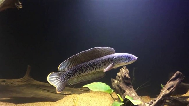 Cá cảnh, tép thủy sinh nghìn đô, chỉ dành cho giới đại gia có gì đặc biệt? - Ảnh 7.