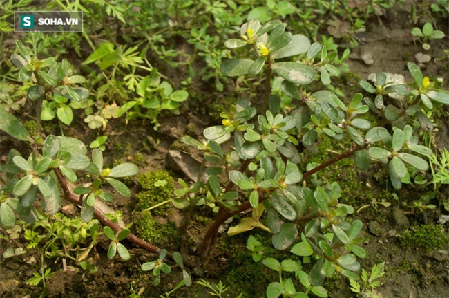 3 loại rau cần nhất cho sức khỏe, được giáo sư Đông y quý hơn cả thuốc - Ảnh 3.