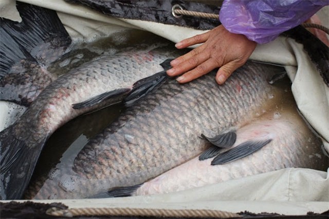 Bốn đại gia tranh nhau con cá trắm đen 10kg ăn Tết