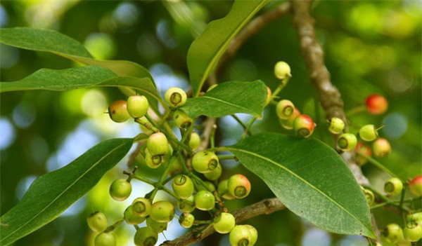 lá vối nhân trần chữa bệnh