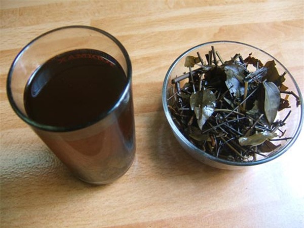 lá vối nhân trần chữa bệnh