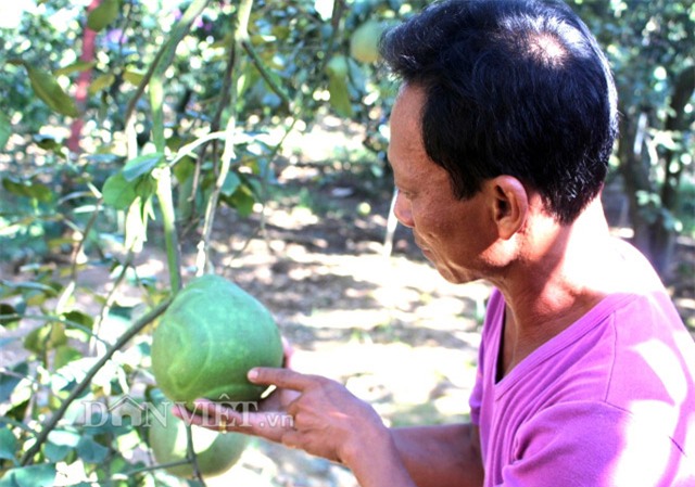 3 trieu dong/cap buoi tao hinh ban do viet nam cho tet 2017 hinh anh 4