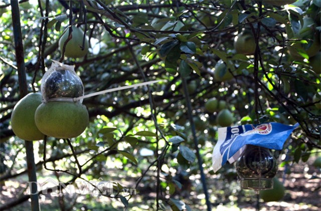 3 trieu dong/cap buoi tao hinh ban do viet nam cho tet 2017 hinh anh 7