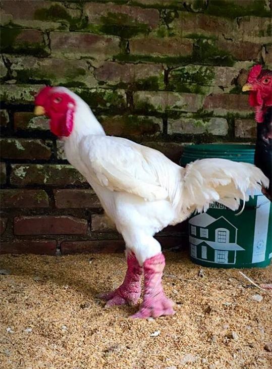 100 triệu mua gà quý ăn Tết: Lùng khắp Bắc Bộ chiều đại gia