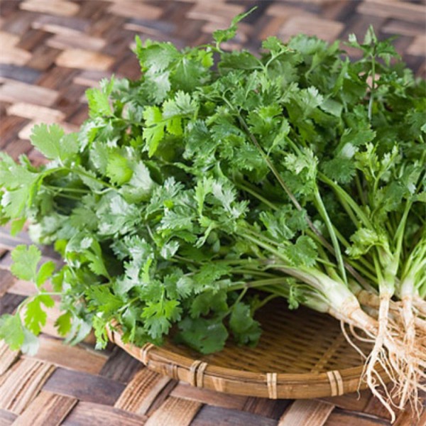 Những người không nên ăn rau mùi để tránh hậu quả đáng tiếc - Ảnh 1.