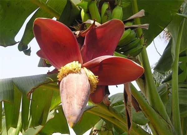 Phần này của cây chuối chữa được bách bệnh và có thể ăn như rau hàng ngày - Ảnh 1.