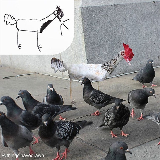 Một chú gà đi lạc giữa bầy bồ câu