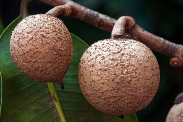 tao my loi vang thoat nhin ngo hong xiem co 