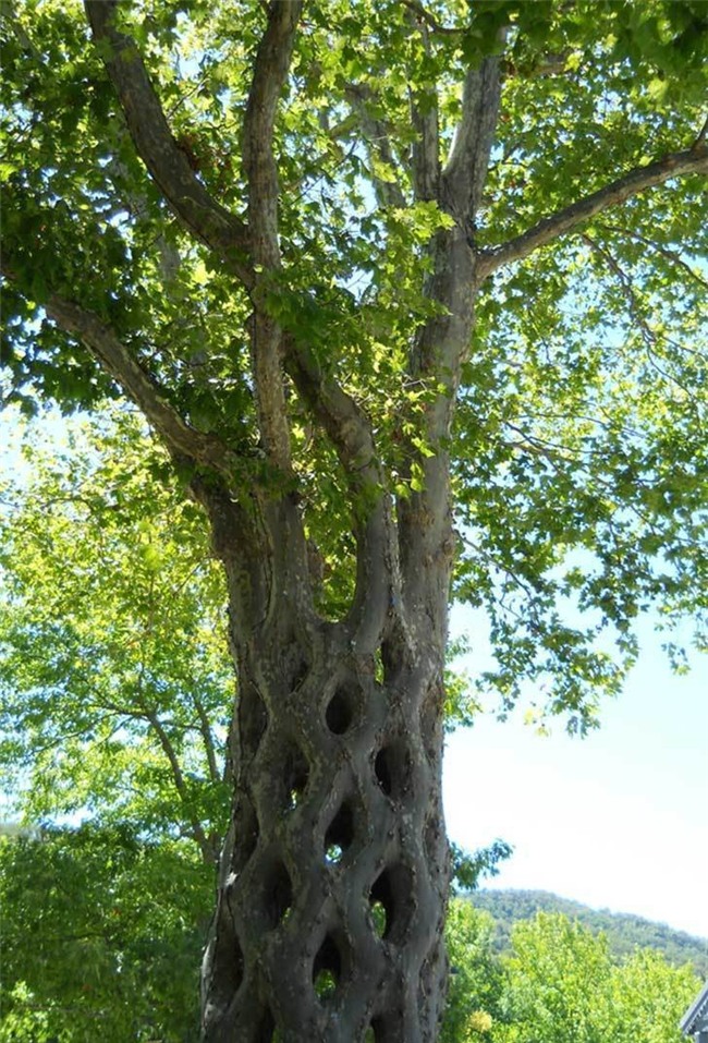 Erlandson said that he was inspired by God to start this project, controlling the growth and design of his treee.