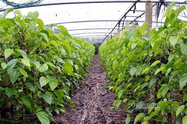 Làng trầu không xuất khẩu độc nhất vô nhị Việt Nam