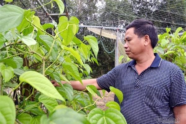 Làng trầu không xuất khẩu độc nhất vô nhị Việt Nam