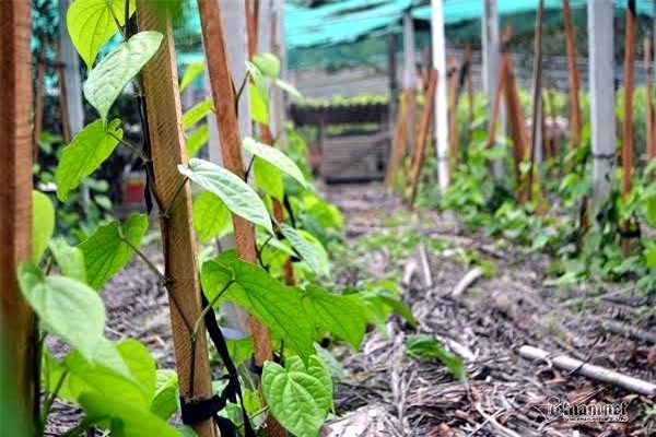 Làng trầu không xuất khẩu độc nhất vô nhị Việt Nam