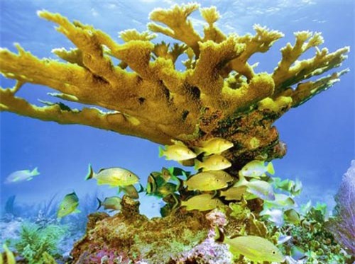 San hô là loài động vật sống thọ nhất Trái đất - 1