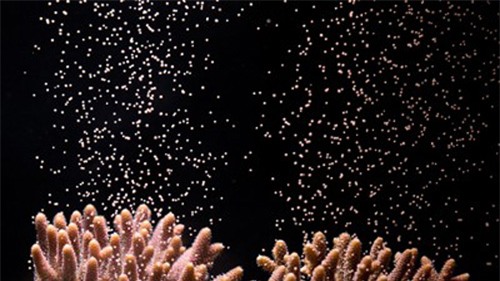 San hô là loài động vật sống thọ nhất Trái đất - 3