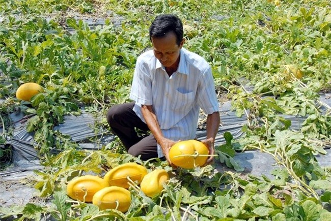 Sự thật dưa thỏi vàng miền Tây để 2 tháng chưa hỏng