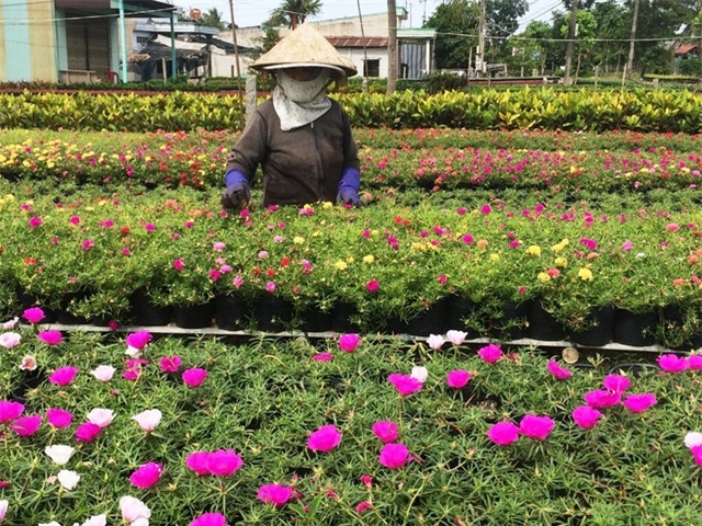 Thời gian này,  bà con trồng hoa như ăn ngủ ngoài vườn để lo cho mùa hoa Tết