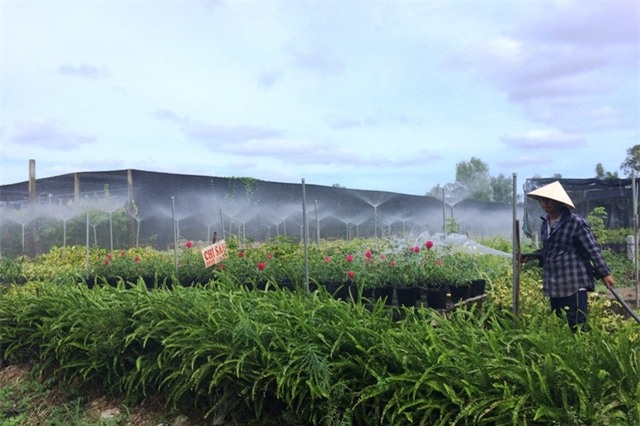 Ngành chức năng khuyến cáo người dân nên làm giá mát và lắp đặt hệ thống phun sương tự động để khi gặp cảnh mưa dầm hay nắng gay gắt... hoa kiểng vẫn phát triển tốt