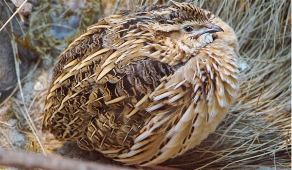 Sâm động vật: Trung Quốc đánh giá là món ăn thượng đẳng, Việt Nam có đầy - Ảnh 3.