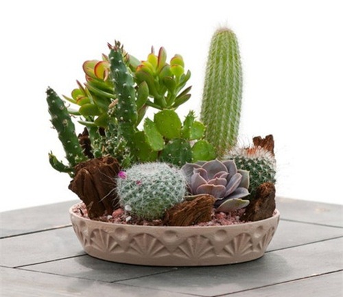 nhung loai cay cuc xui xeo, tuyet doi khong trong neu khong muon mat tien - 1