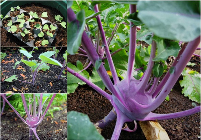 trong su hao tim tai nha: nhuom sac tim cho vuon them xinh hinh anh 1