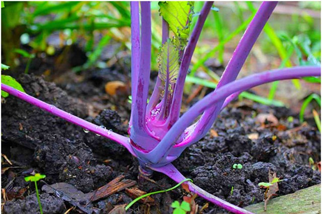 trong su hao tim tai nha: nhuom sac tim cho vuon them xinh hinh anh 11