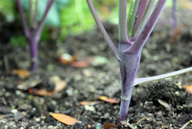 trong su hao tim tai nha: nhuom sac tim cho vuon them xinh hinh anh 7